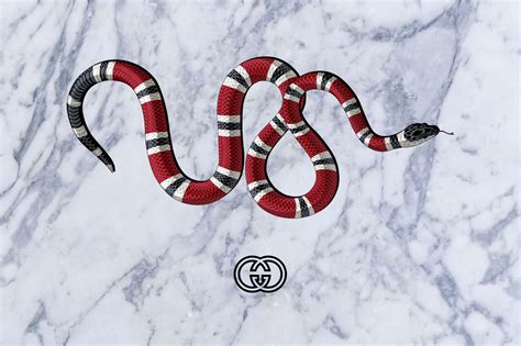 gucci snake backround|supreme Gucci snake background.